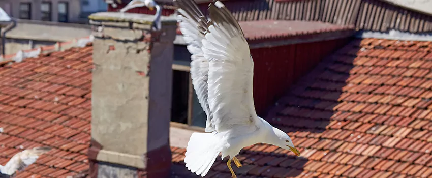 Residential Chimney Animal Removal Solution in Clifton, NJ
