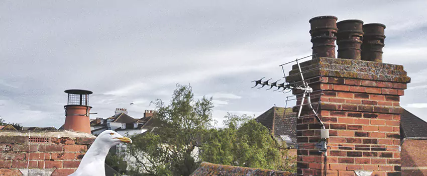 Chimney Cleaning And Restoration in Clifton, New Jersey